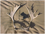 Antlers